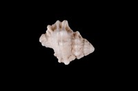 藏品(血跡蛙螺)的圖片